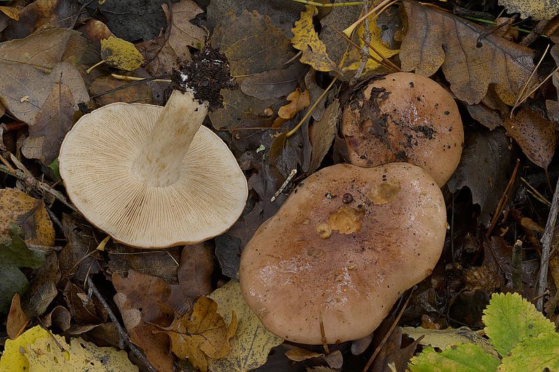 Tricholoma populinum